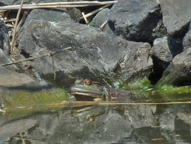 56-kaeru.jpg