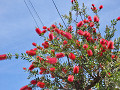 02-bottlebrush_s.jpg