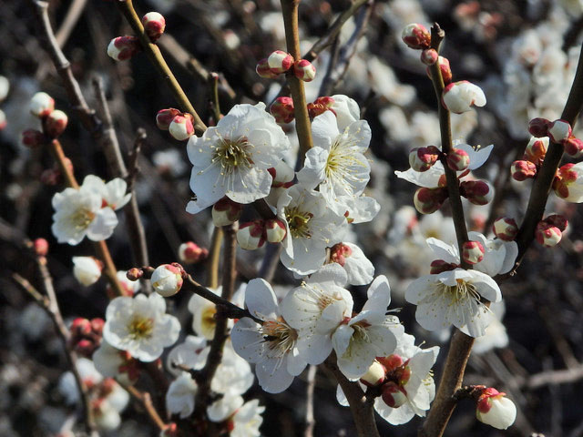 05-ume.jpg