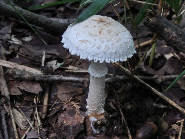 31-siroonitake2.jpg