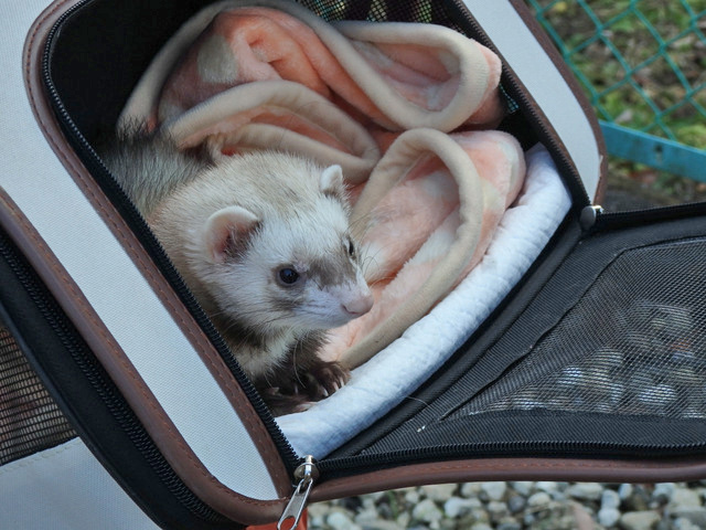 18-ferret.jpg