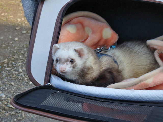 18-ferret2.jpg