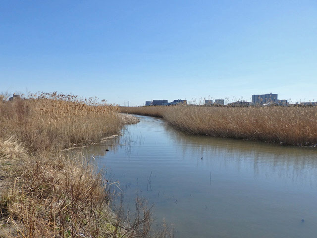 11-tamagawa.jpg