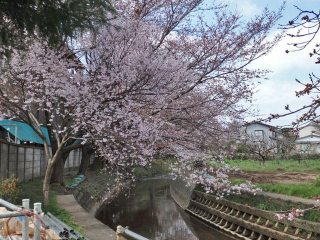 03-sakura.jpg