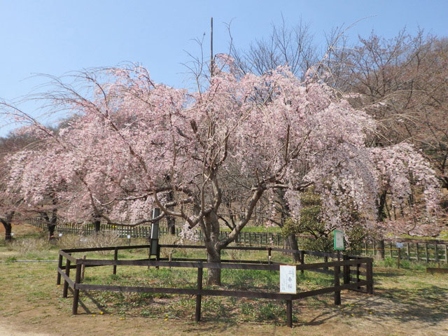 31-sakura.jpg