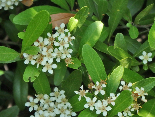 12-pyracantha.jpg