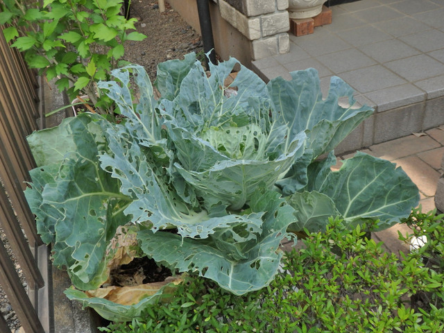 02-cabbage.jpg