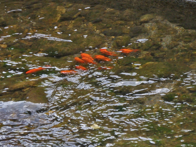 82-kingyo.jpg
