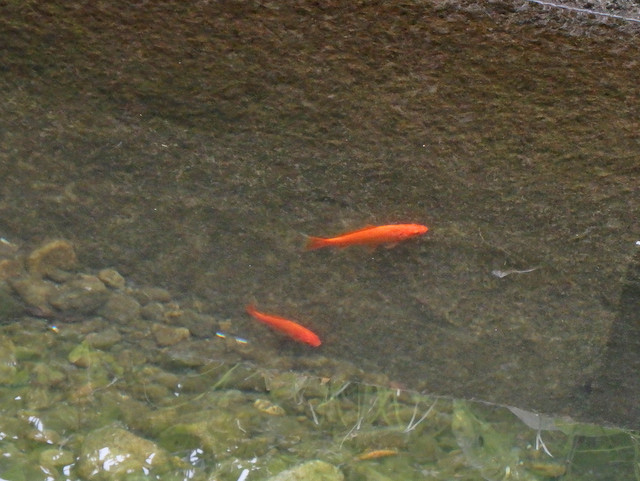 06-kingyo.jpg