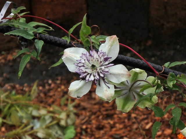 11-clematis.jpg