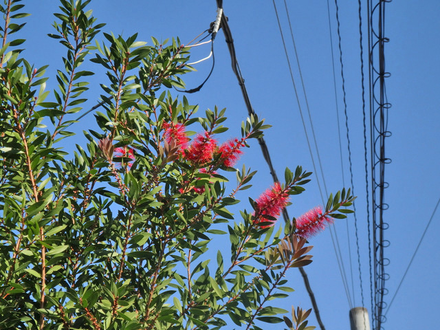11-bottlebrush.jpg