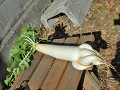 22-daikon_s.png