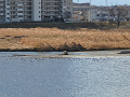 42-tamagawa3_s.png