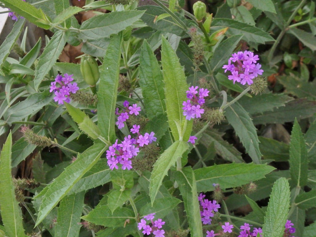 16-verbena.jpg