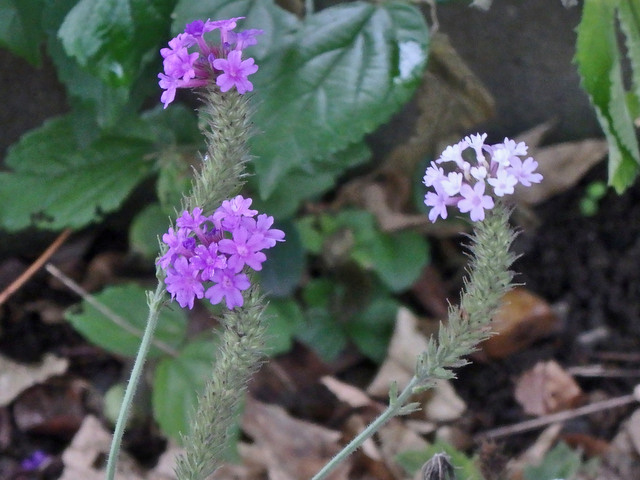 16-verbena2.jpg