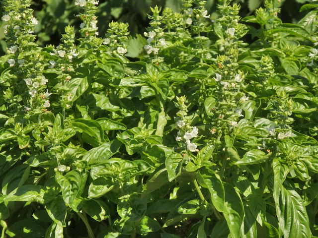 11-basil.jpg