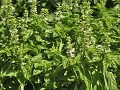 11-basil_s.png