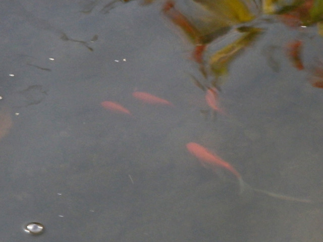 51-kingyo.jpg