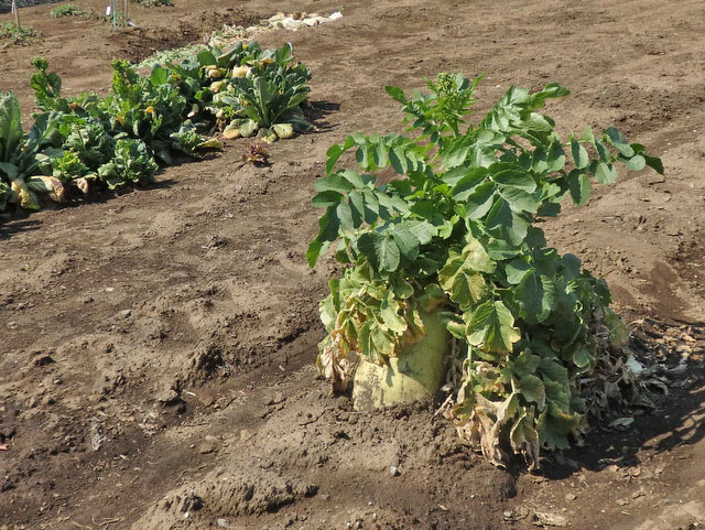 33-daikon.jpg