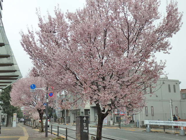 01-sakura.jpg