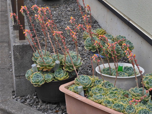 86-echeveria.jpg