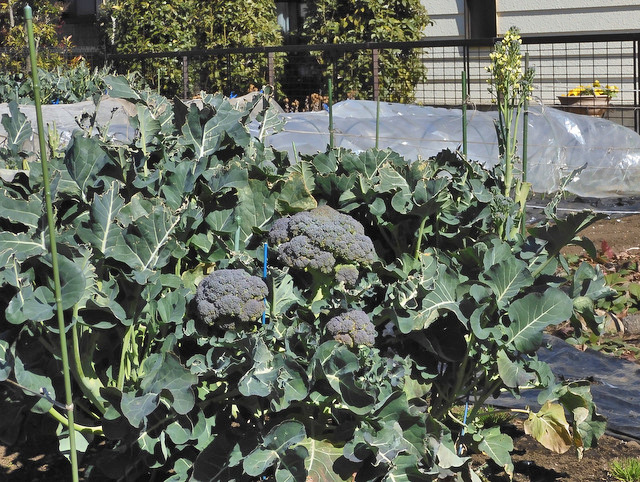 06-broccoli.jpg