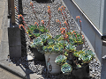 52-echeveria_s.png