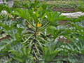 09-zucchini_s.png