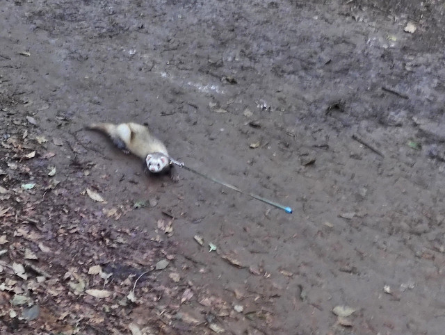 27-ferret.jpg