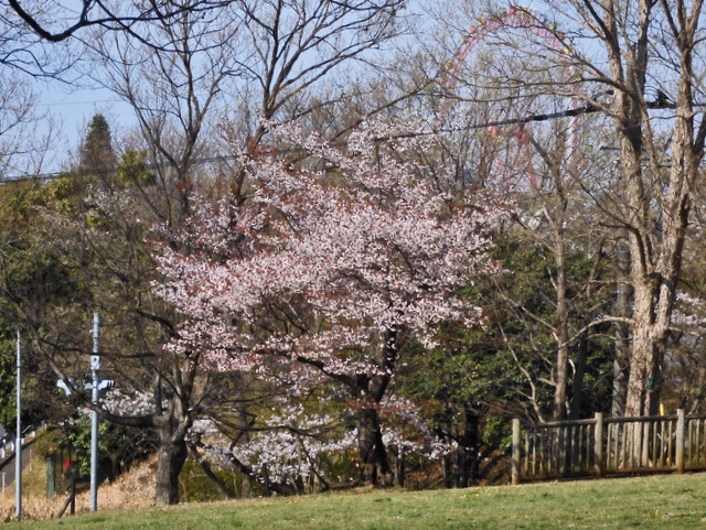 03-sakura.jpg