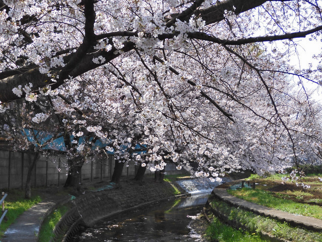 36-sakura.jpg
