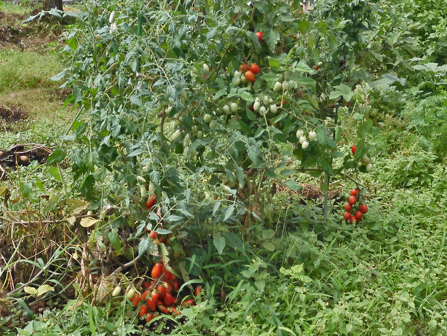 50-tomato.jpg