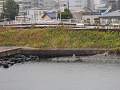 02-tamagawa2_s.png