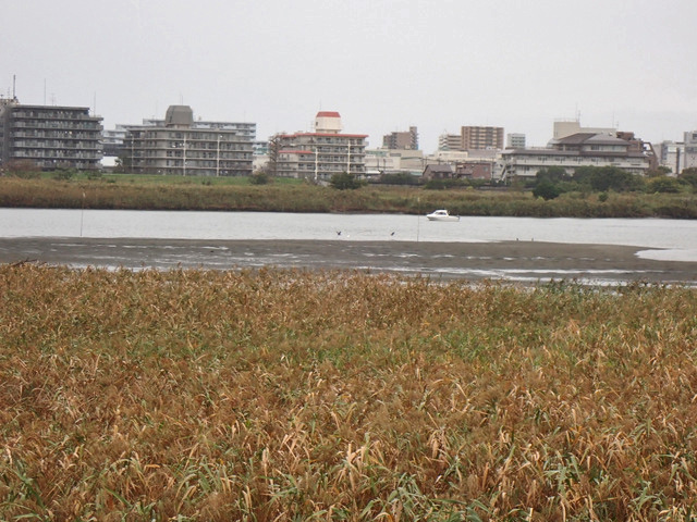 18-tamagawa.jpg