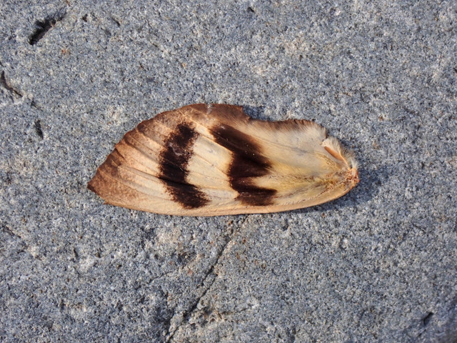 21-moth2.jpg