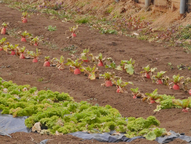 18-daikon.jpg