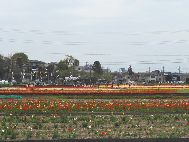 15-tulip.jpg