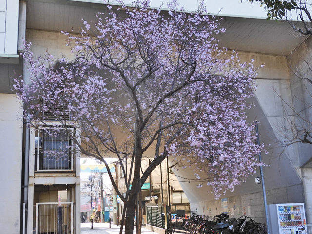 01-sakura2.jpg