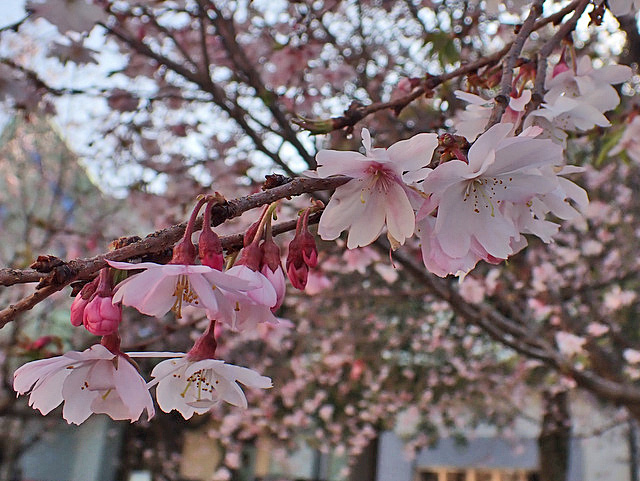 01-sakura3.jpg