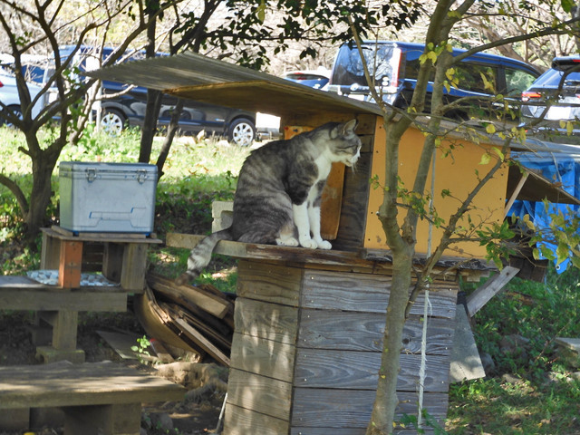 51-neko.jpg