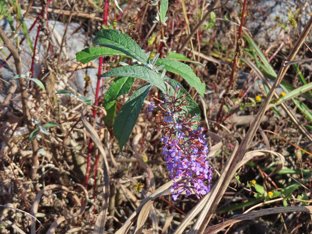 21-buddleja.jpg