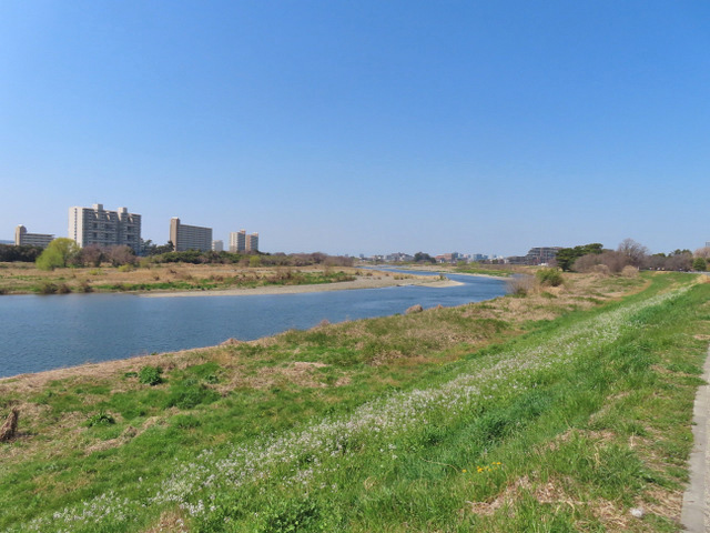 47-tamagawa2.jpg