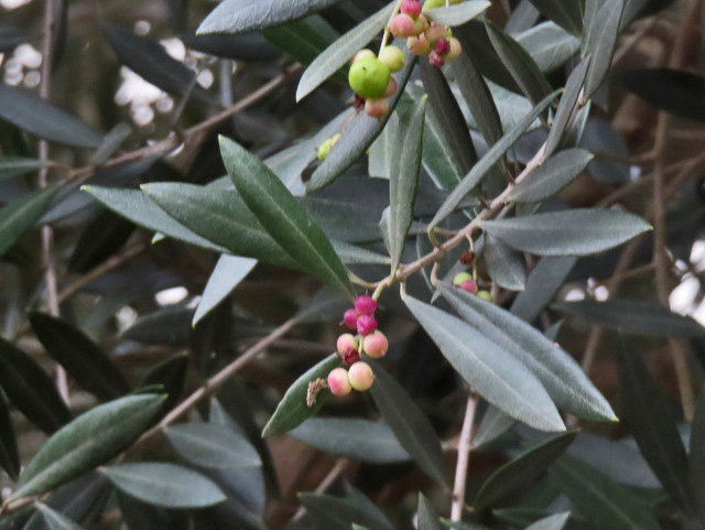 29-olive2.jpg