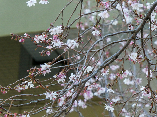 01-sakura2.JPG