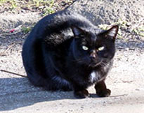 顔なじみの黒猫