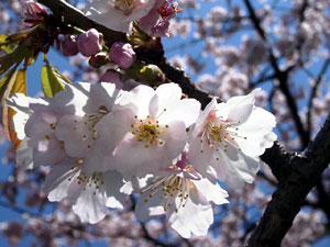 �T�N���@03/03/21